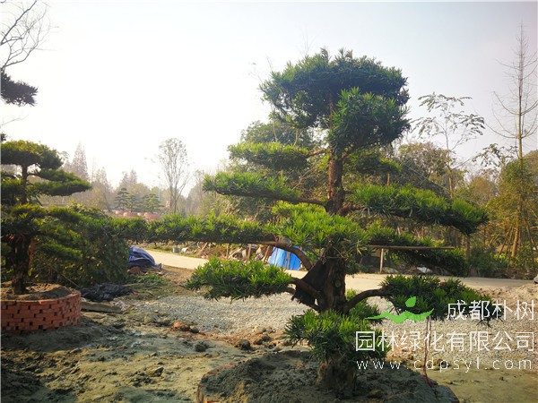 红豆杉和罗汉松有哪些区别？